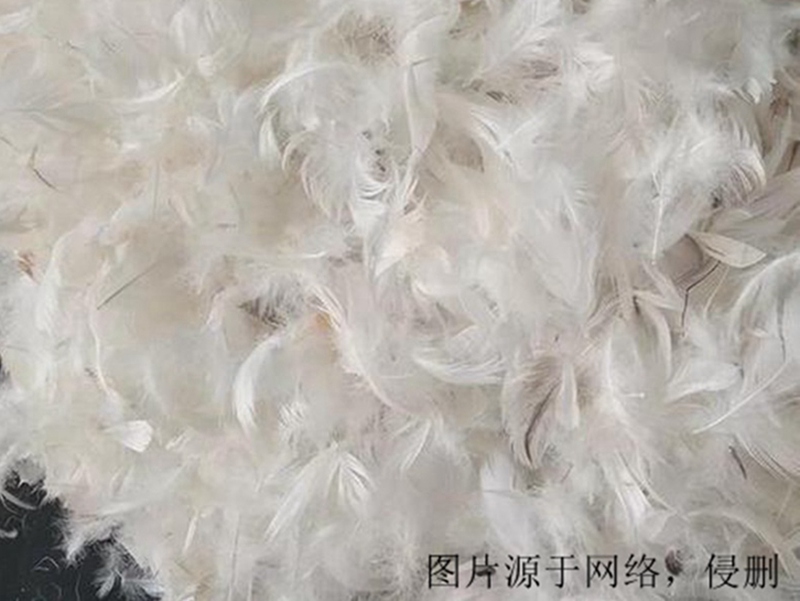 法國羽毛進(jìn)口報關(guān)流程 法國羽毛進(jìn)口報關(guān)流程