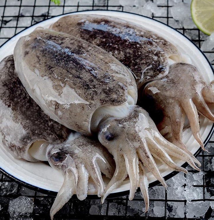 摩洛哥冷凍墨魚進口報關(guān)費用 摩洛哥冷凍墨魚進口報關(guān)費用