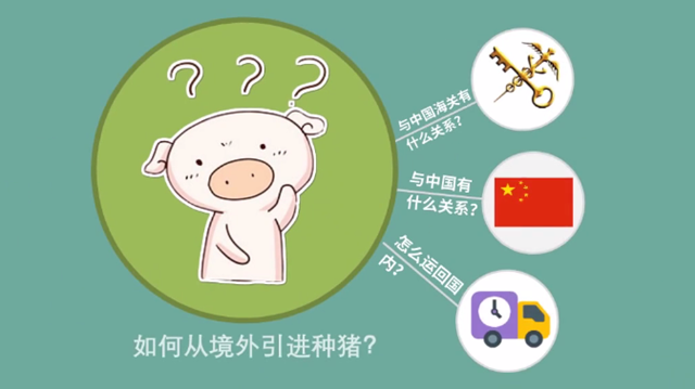 豬肉進口清關(guān)