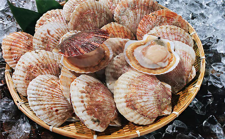 菲律賓扇貝進口報關(guān)