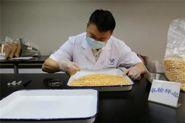 1592272578806788.jpg 進口玉米報關(guān)