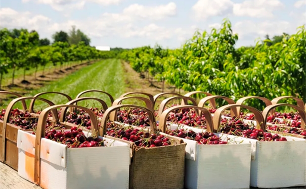 智利櫻桃進口清關(guān) 智利櫻桃進口清關(guān)