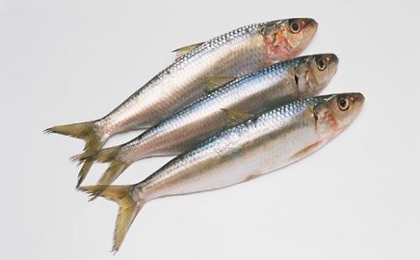 進(jìn)口沙丁魚報(bào)關(guān)代理所需資料以及進(jìn)口商所需資質(zhì) 進(jìn)口沙丁魚報(bào)關(guān)代理