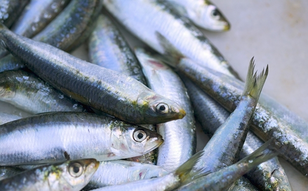 進(jìn)口沙丁魚報(bào)關(guān)代理所需資料以及進(jìn)口商所需資質(zhì) 進(jìn)口沙丁魚報(bào)關(guān)代理