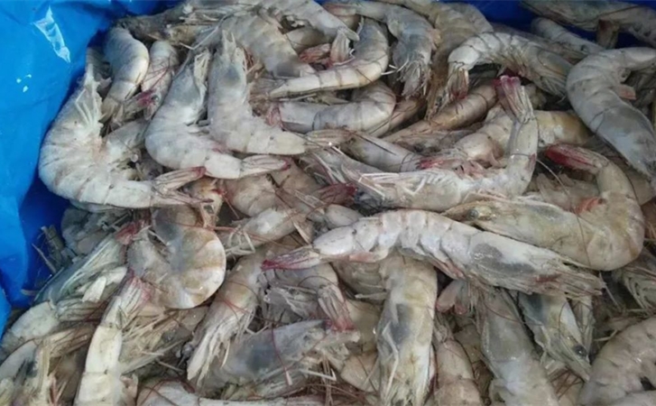 厄瓜多爾冷凍蝦進(jìn)口清關(guān)代理一站式所需資料以及資質(zhì) 厄瓜多爾冷凍蝦進(jìn)口清關(guān)