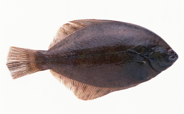 比目魚進(jìn)口報關(guān)你知道多少? 比目魚進(jìn)口報關(guān)