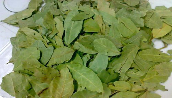 香葉進口報關(guān)注意事項有哪些? 香葉進口報關(guān)