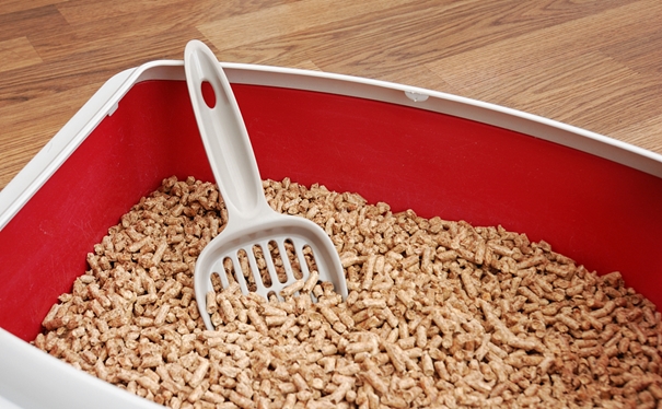 進口貓砂報關(guān)代理