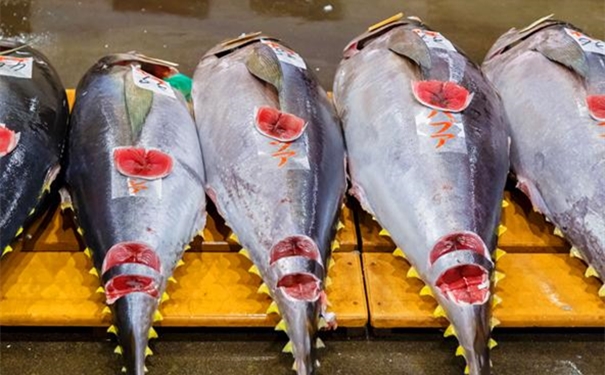 進(jìn)口冰鮮金槍魚(yú)清關(guān)所需提供的資料 進(jìn)口冰鮮金槍魚(yú)清關(guān)