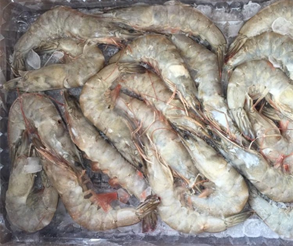冷凍長(zhǎng)額蝦進(jìn)口報(bào)關(guān)注意事項(xiàng)有哪些 冷凍長(zhǎng)額蝦進(jìn)口報(bào)關(guān)
