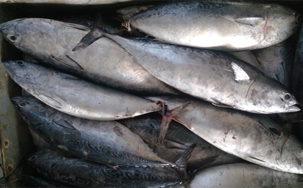 加拿大冷凍金槍魚進口報關(guān)要注意哪些事項 加拿大冷凍金槍魚進口報關(guān)