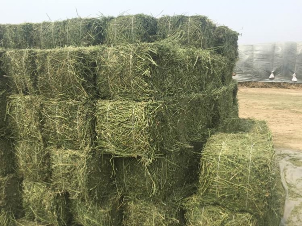 進口苜蓿草清關(guān)需提供什么資料 進口苜蓿草清關(guān)