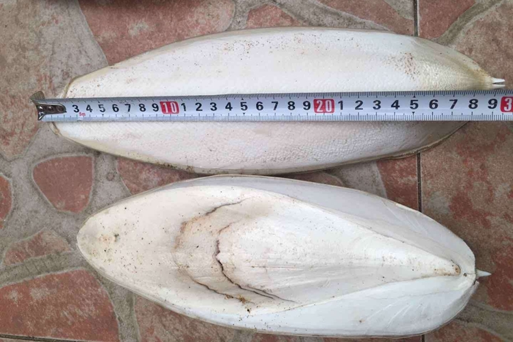 工業(yè)用墨魚骨代理報關(guān)公司 墨魚骨進口清關(guān).jpg