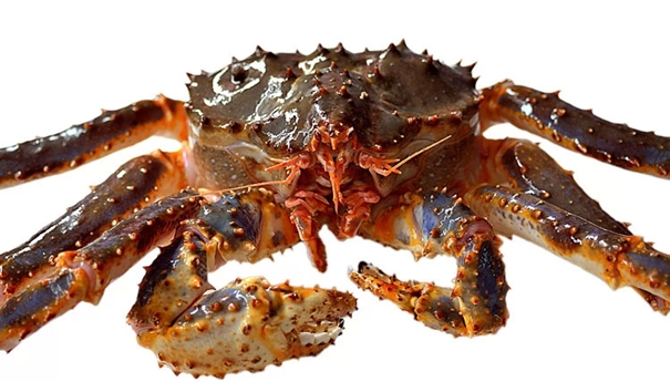 1625656581927641.jpg 帝王蟹進口清關(guān)_副本.jpg