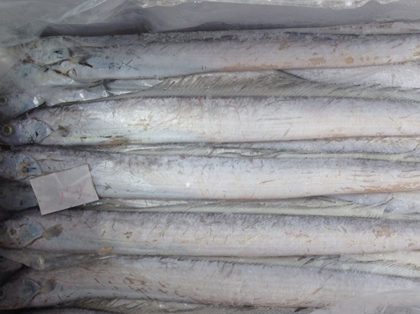 1630297459542776.jpg 上海冷凍水產(chǎn)品進口清關(guān)代理公司_副本.jpg