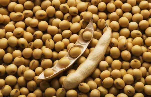 1634291448734501.jpg 大豆進口清關代理