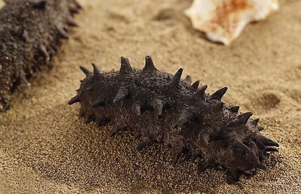 1635849381457769.jpg 進(jìn)口海參報(bào)關(guān)代理要注意哪些事項(xiàng)_副本.jpg