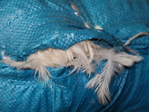 1639623575526892.jpg 越南鴨毛進(jìn)口報(bào)關(guān)沒(méi)有你想象得那么復(fù)雜_副本.jpg