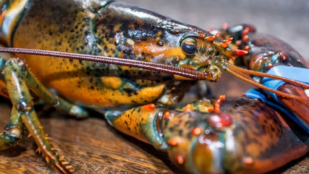 1641981738985269.jpg 波士頓冷凍進(jìn)口龍蝦清關(guān)_副本.jpg