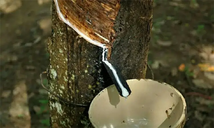 泰國(guó)天然乳膠報(bào)關(guān)公司專(zhuān)業(yè)處理天然乳膠通關(guān) 泰國(guó)天然乳膠報(bào)關(guān)公司 (2).png