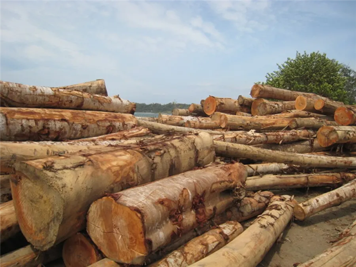1652350423121512.png 連云港進口木材報關(guān) (2).png