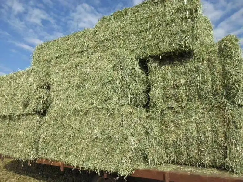 1653301483893202.png 美國(guó)苜蓿草報(bào)關(guān)清關(guān).png