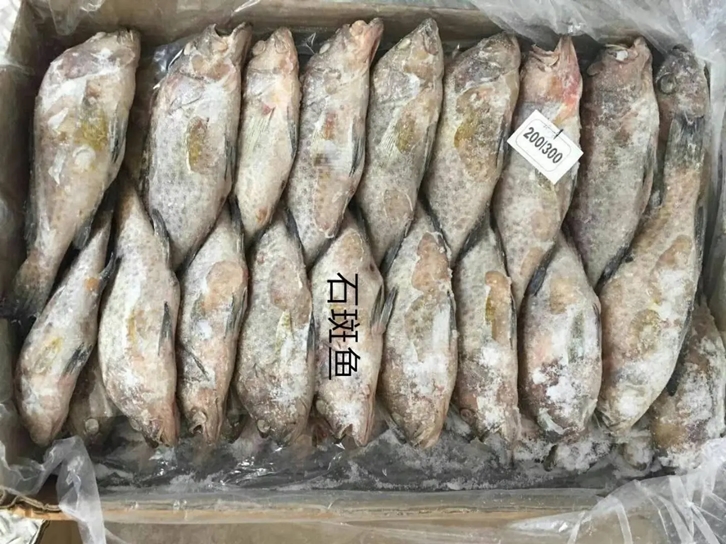 1656932662574369.jpg 石斑魚(yú)機(jī)場(chǎng)進(jìn)口報(bào)關(guān)公司.jpg