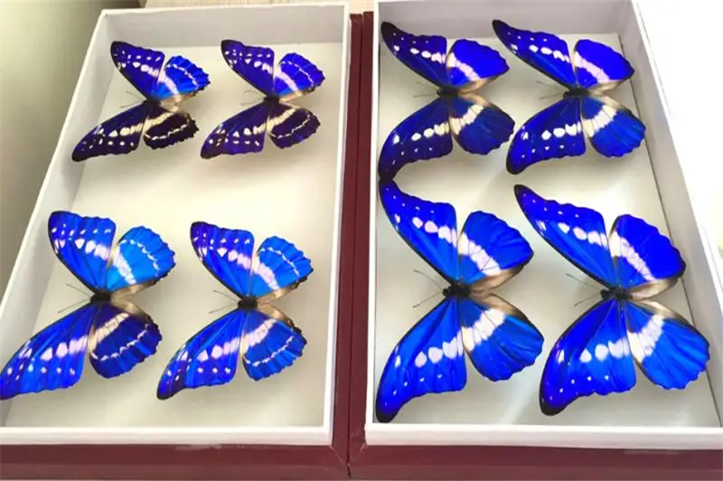 1665480439769097.png 蝴蝶標本進口報關代理.png