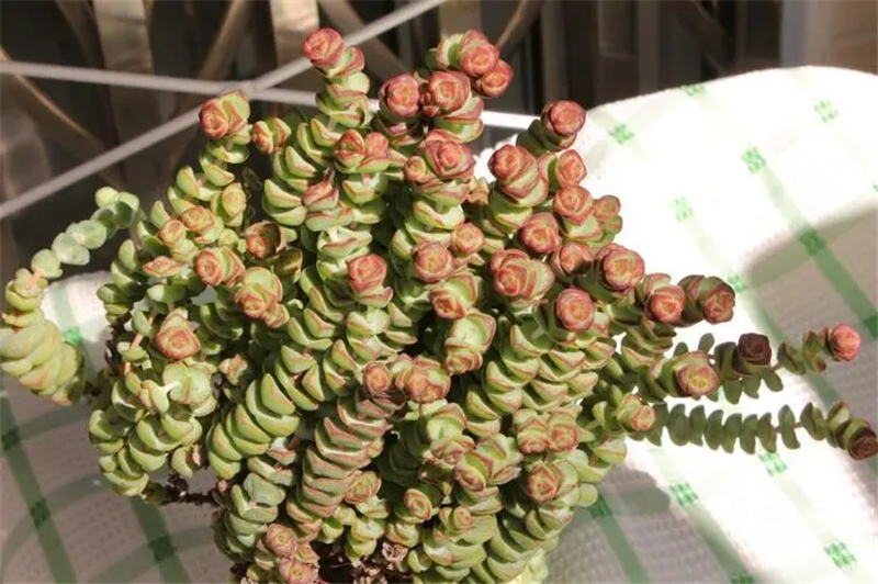 1665481232504952.png 天津植物進口清關(guān)報關(guān).png