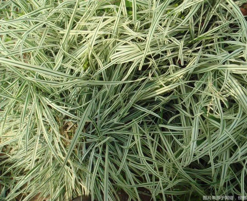 1670578196102662.jpg 進(jìn)口澳大利亞燕麥草報關(guān)_副本.jpg