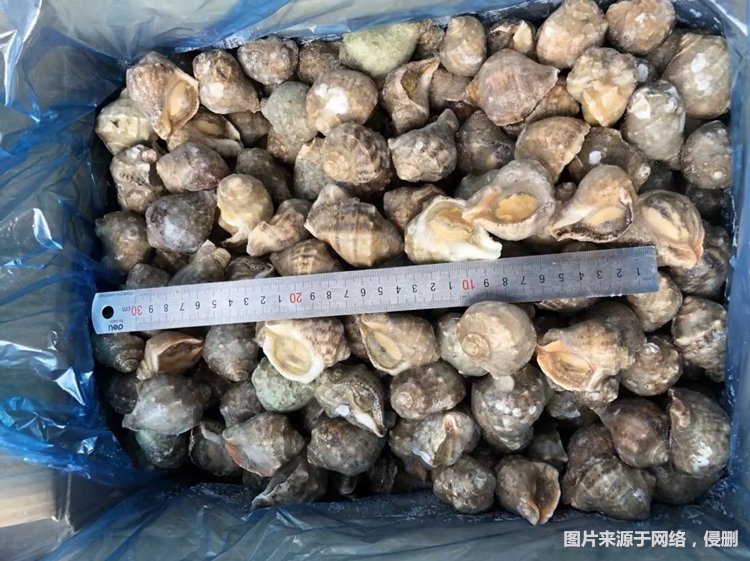 1681468539107838.jpg 廣州報關(guān)冷凍海螺肉進口.jpg
