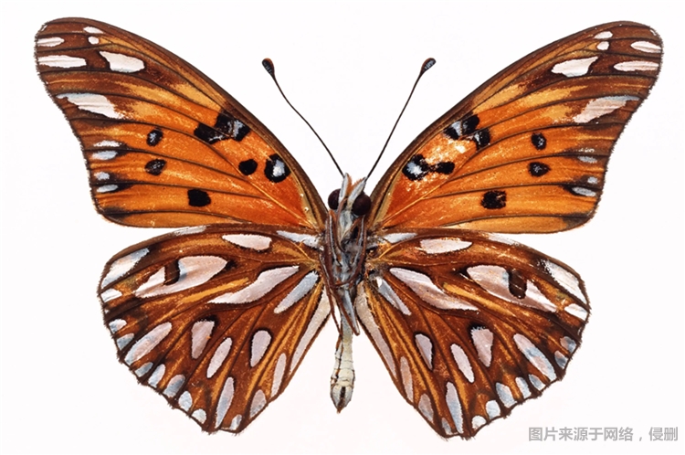 1681726385405187.jpg 昆蟲標(biāo)本進(jìn)口清關(guān)費(fèi)用.jpg