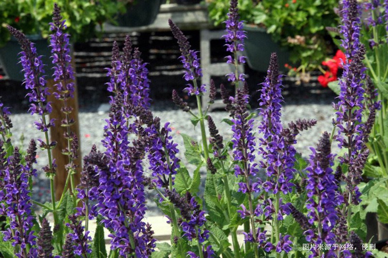 馬來西亞鼠尾草進口報關(guān)資料 馬來西亞鼠尾草進口報關(guān)資料